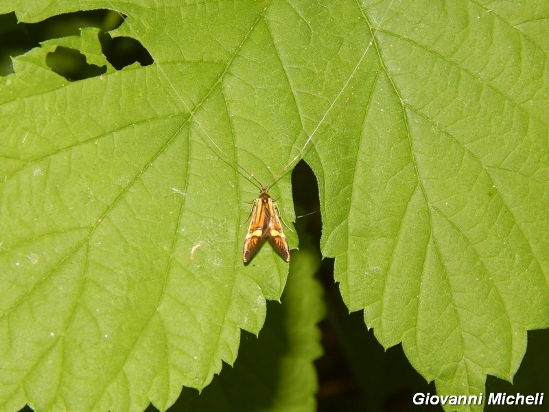 Nemophora degeerella  M e F